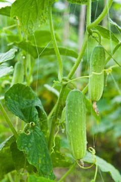 Cucumber on tree in the garden. Stock Photos