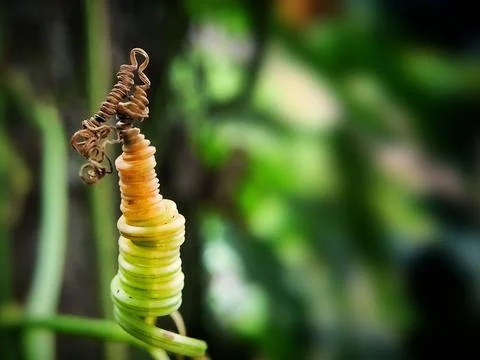 Cucumber Twisted Stock Photos
