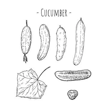 Cucumber. Vector cartoon illustration. Isolated on white. Hand-drawn. Stock Illustration