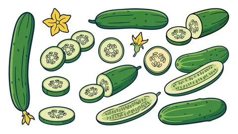 Cucumber Vector Collection Stock Illustration