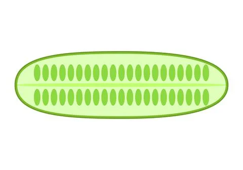 Cucumber. Vector graphics on a white background. Healthy and delicious food. Illustrazione stock
