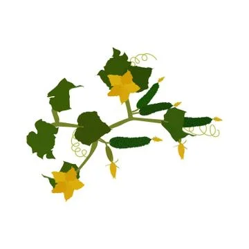 Cucumber. Vector illustration. Branch with vegetable, inflorescence and leaves Stock Illustration