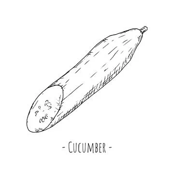 Cucumber. Vector illustration. Isolated object on a white background. Illustrazione stock