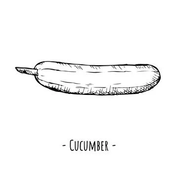Cucumber. Vector illustration. Isolated object on white. Stock Illustration