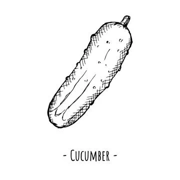 Cucumber. Vector illustration. Isolated object on white. Illustrazione stock