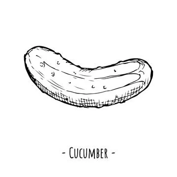 Cucumber. Vector illustration. Isolated object on white. Stock Illustration