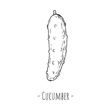 Cucumber. Vector illustration. Isolated on white. Hand-drawn. Stock Illustration