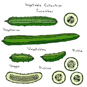 Cucumber Vector Illustration Set Long English Slicing, Pickling, Gherkin Stock Illustration