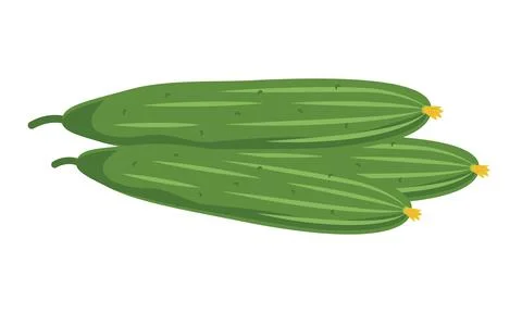 Cucumber. Vector illustration of three fresh green cucumbers Stock Illustration