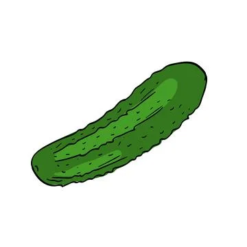 Cucumber. Vector illustration on white background Stock Illustration
