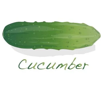 Cucumber vector isolated Stock Illustration