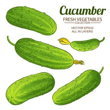 Cucumber vegetabkes vector set on white background Illustrazione stock