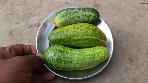 Cucumber vegetable. 库存影片 237054918