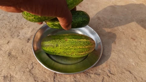 Cucumber vegetable. 库存影片 237055760