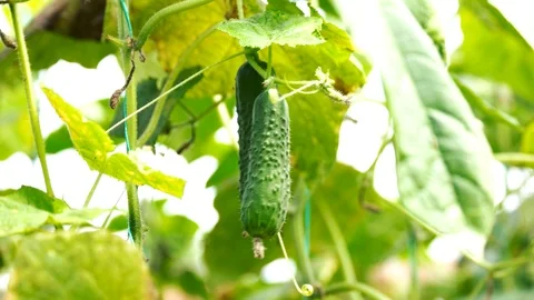 Cucumber in the vegetable garden. Stock Footage 116791168