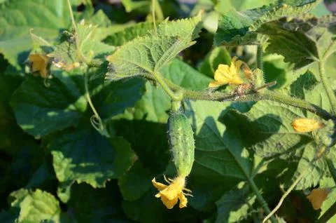 Cucumber on a vegetable garden Stock Photos