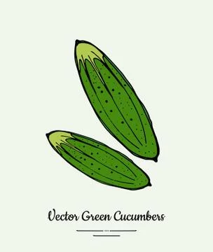 Cucumber vegetable vector isolate. Green whole cucumbers. Vegetables drawn il Stock Illustration
