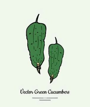 Cucumber vegetable vector isolate. Green whole cucumbers. Vegetables drawn il Stock Illustration