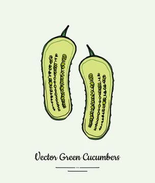 Cucumber vegetable vector isolate. Green half cutted sliced cucumbers. Vegeta Stock Illustration