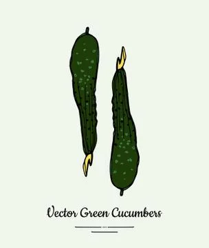 Cucumber vegetable vector isolate. Green whole cucumbers. Vegetables drawn il Stock Illustration