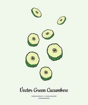 Cucumber vegetable vector isolate. Green chopped cucumber sliced rings. Veget Stock Illustration