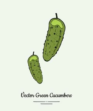 Cucumber vegetable vector isolate. Green whole cucumbers. Vegetables drawn il Stock Illustration