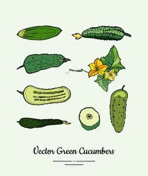 Cucumber vegetable vector isolate set. Green whole half cutted chopped sliced Stock Illustration