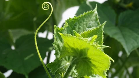 Cucumber vine with flower. Stock Footage 92779050