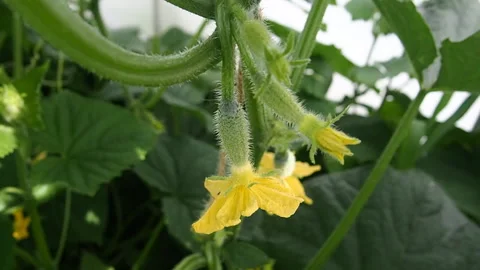 Cucumber vine with flower. Stock-Footage 92779091