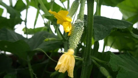 Cucumber vine with flower. 库存影片 92779099