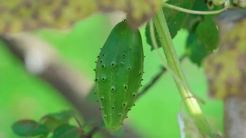 Cucumber on the vine Stock Footage 316915992