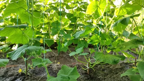Cucumber vine in the garden 스톡 동영상 339633065