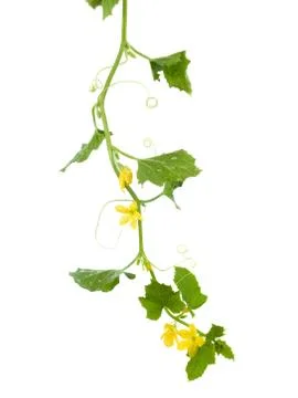 Cucumber vine Stock Photos