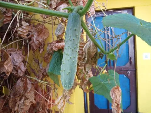 Cucumber in the vine Stock Photos