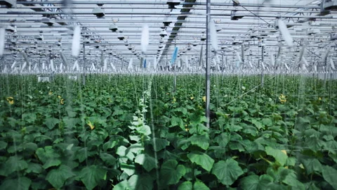 Cucumber Vines Growing Inside Modern Agricultural Facility Vidéo 313503815