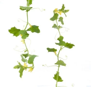 Cucumber vines Stock Photos