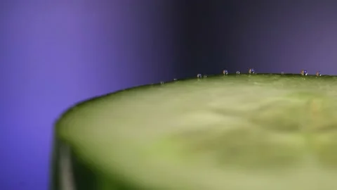 Cucumber Watering after Cut Stock Footage 147189841
