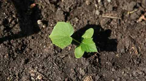 Cucumber watering 库存影片 10947639