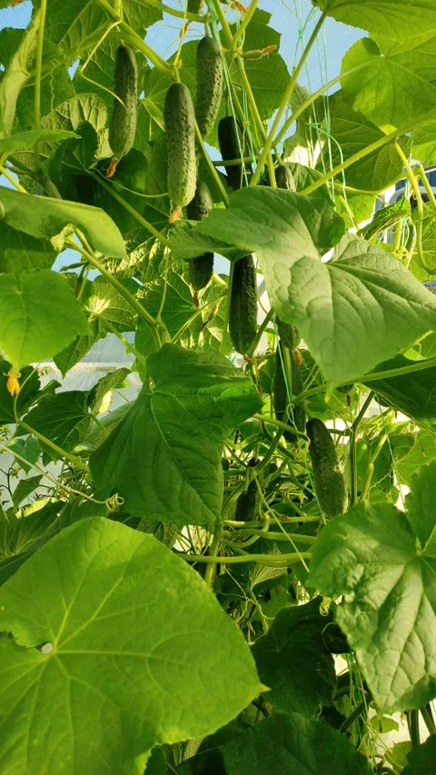 Cucumber Whip Stock Footage 279200358