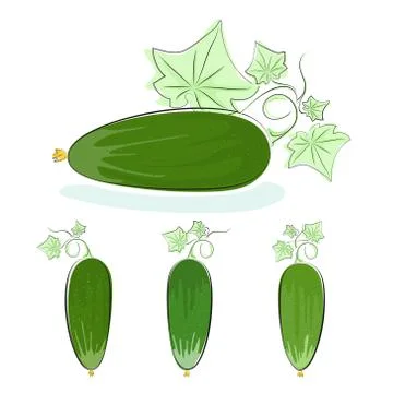 Cucumber on a white background Stock Illustration
