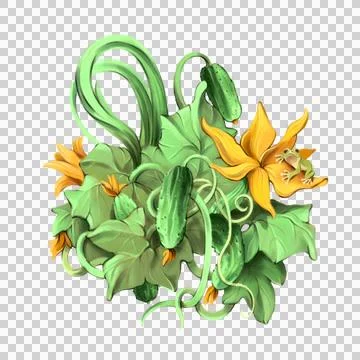 Cucumber on white background. Stock Illustration