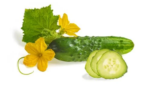 Cucumber on white background. Isolated image of a cucumber with yellow flowers Stock Photos