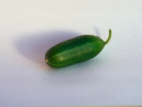Cucumber on white background Stock Photos
