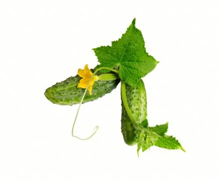 Cucumber   on white Stock Photos