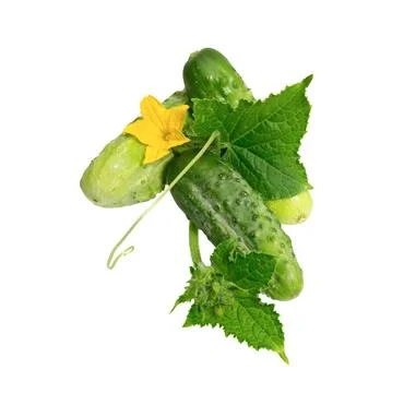 Cucumber   on white Stock Photos