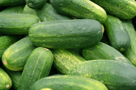 Cucumbers 1 Stock Photos