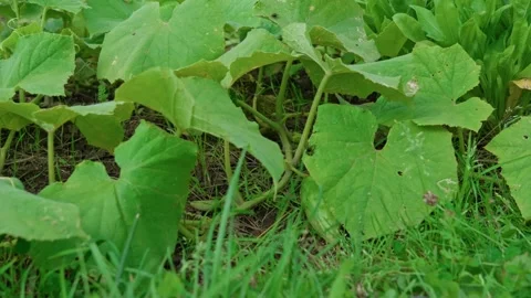 Cucumbers among the leaves Stock Footage 314850798