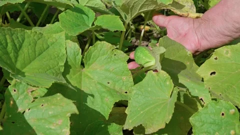 Cucumbers among the leaves Stock Footage 314850805