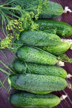 Cucumbers and dill Stock Photos
