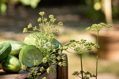 Cucumbers and dill Stock Photos